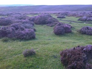 A Mist of Purple Heather
