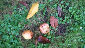 Autumn Apples