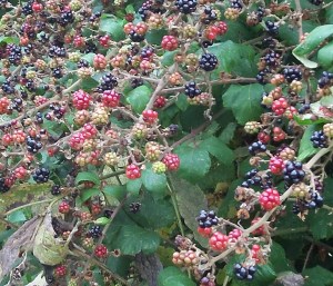 Brambles