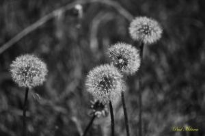 dandelion1