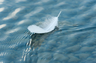 Feather on water