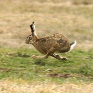 Hare running