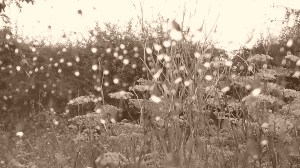Rain in Sepia