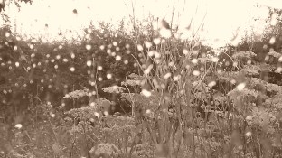 Rain in Sepia