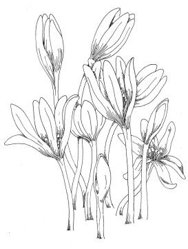 Sketched Crocus