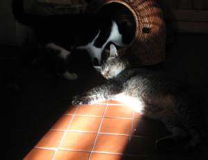 Tosca in a sunbeam2