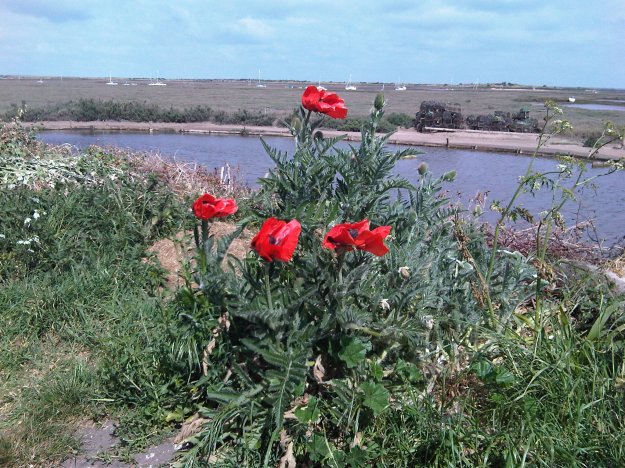 Brancaster Poppies