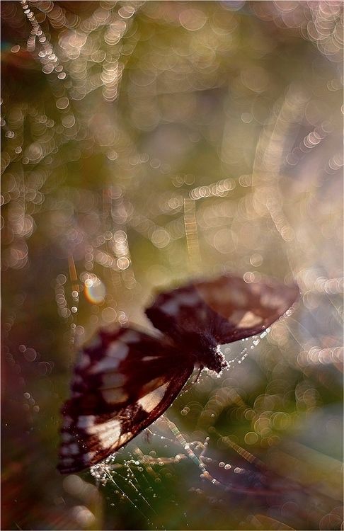 Butterfly in web