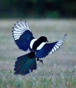 Magpie