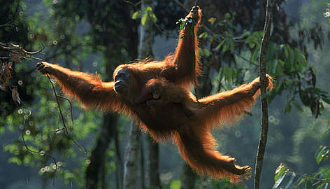 Orangutan