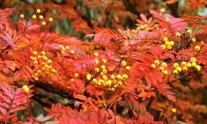 Sorbus-Joseph-Rock-red-au-007