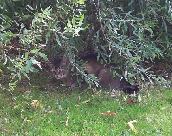 Tosca behind willow branches
