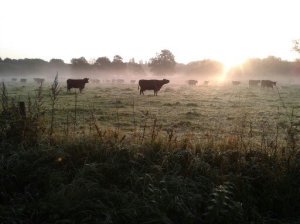 Cows in Fog 1