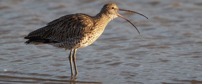Curlew 3