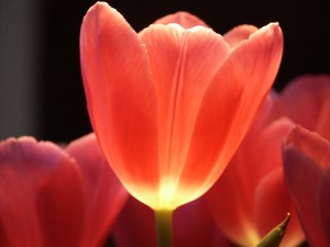 Glowing red tulip