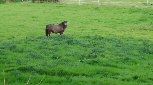 Horse in an Open Field