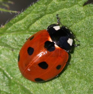 Ladybird