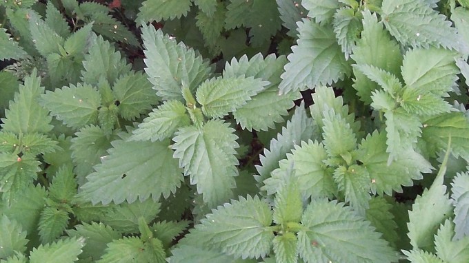 Nettles