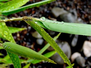 Raindrops on bamboo