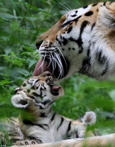 Tigress with cub