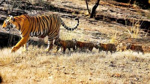 Tigress with cubs 2