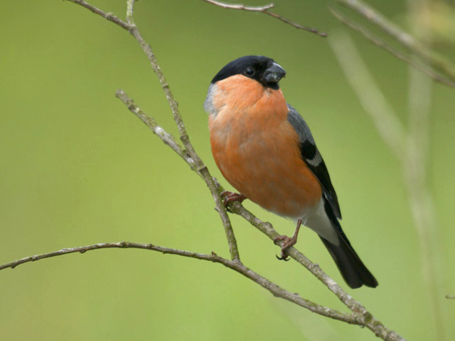 Bullfinch