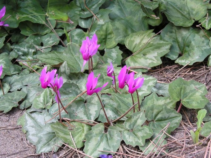 Cyclamen