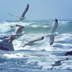 Flock of Gulls