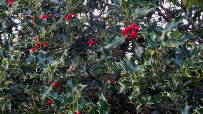Holly Hedge