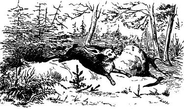 The Fir Tree Stave 1