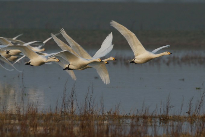 Whooper Swan