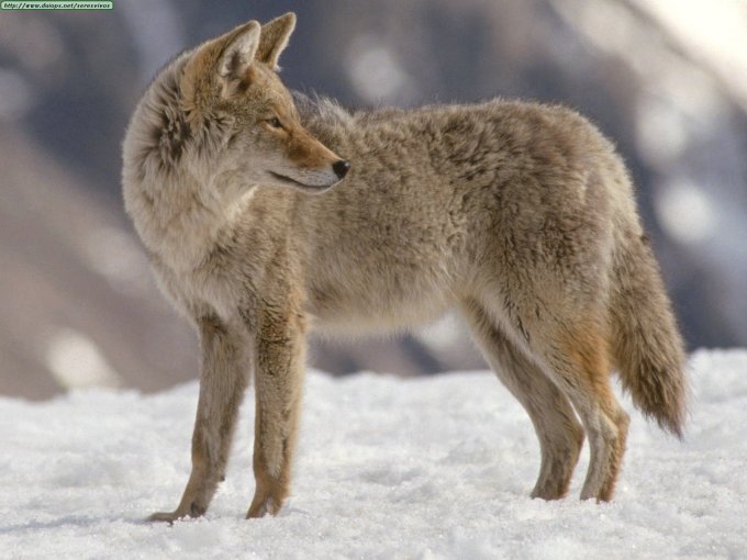 Winter Coyote
