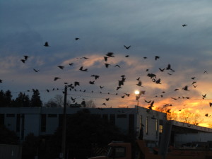 Winter Twilight with Crows
