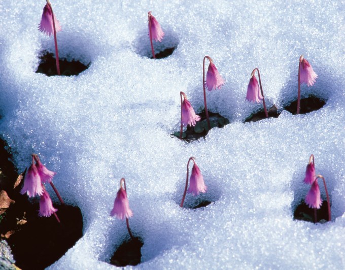 Flowers, snow, spring, alpine, snowbell, Soldanella alpina, thaw, snowmelt, nature,