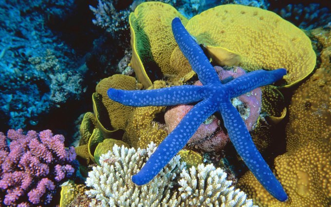 Draining the Reefs of Colour