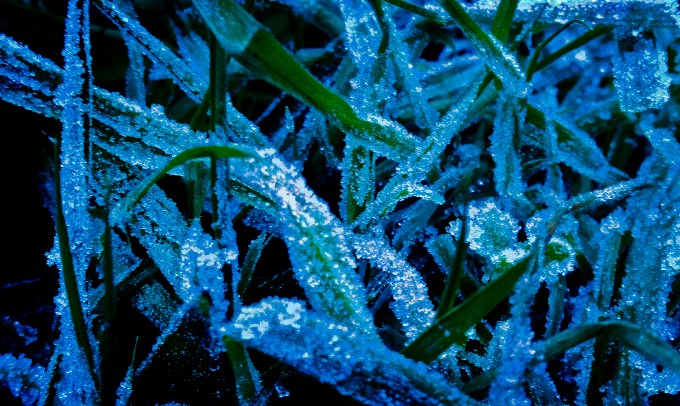 frosty grass 2