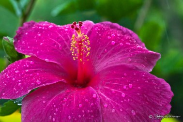 Hibiscus in the rain
