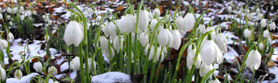snowdrops