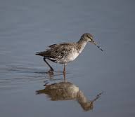 Spotted Redshank