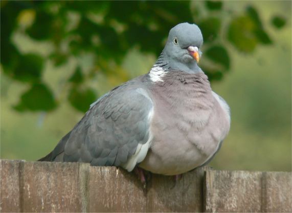 woodpigeon_alwinsfield_23092010