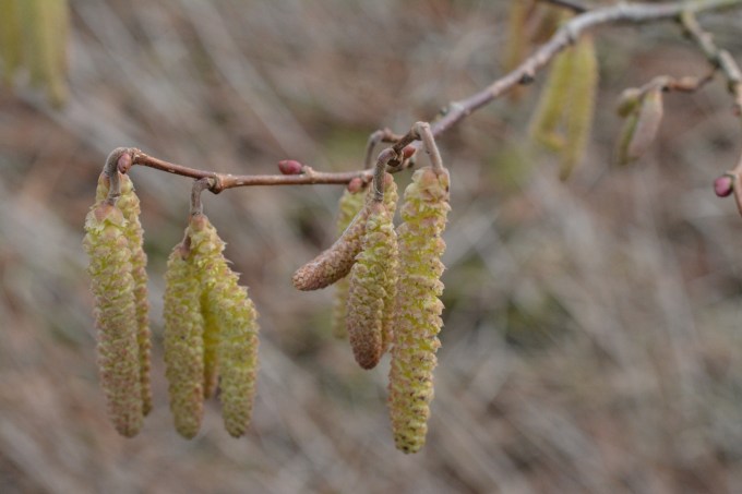 Catkins Dancing