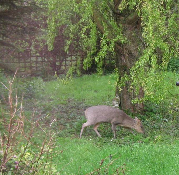 Deer under the willow tree