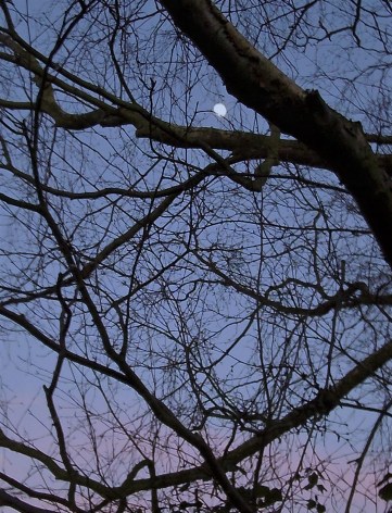 Moon through trees