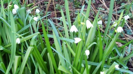 Snowdrops (2)