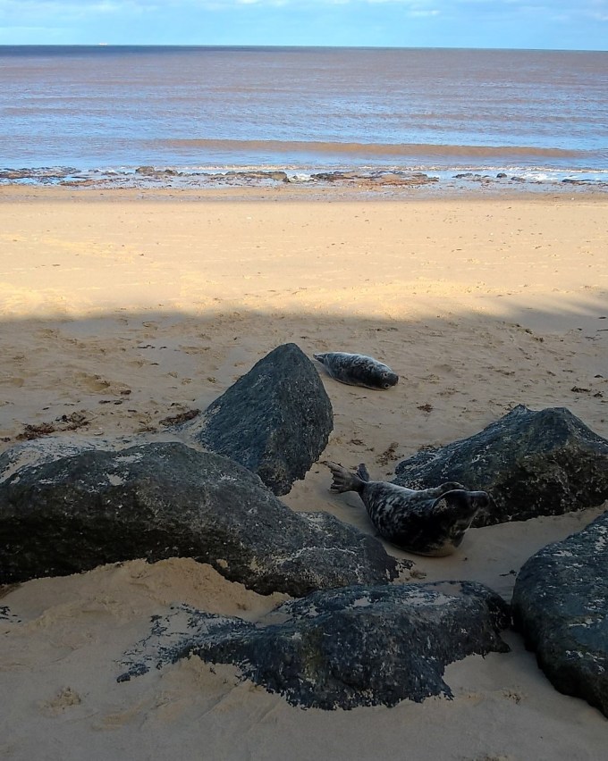 WP_20160207_13_33_23_Pro (2)