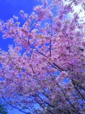 Cherry Blossom