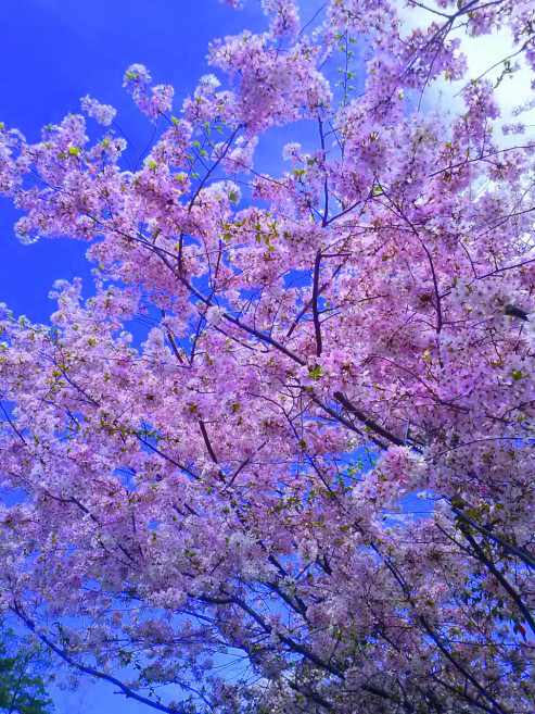 Cherry Blossom