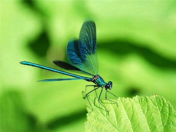dragonfly (1)
