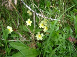 hedgerows_primrose
