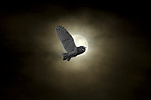 Owl against the moon